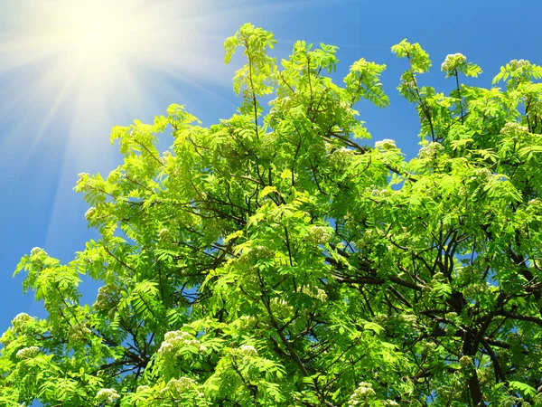 Árbol verde y luz solar sobre un fondo azul del cielo — Foto de Stock