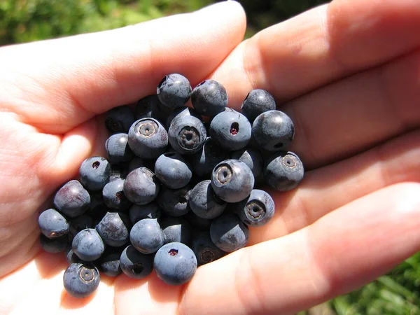 少数几个新鲜蓝莓 — 图库照片
