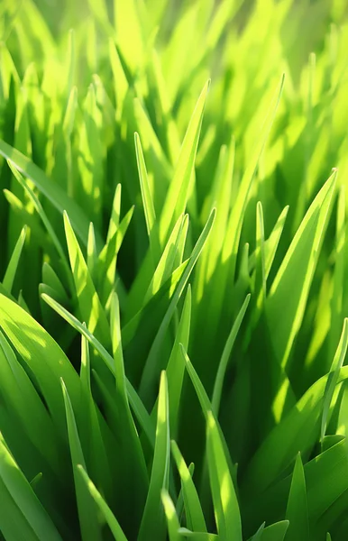Yeşil çimenler ve güneş ışığı — Stok fotoğraf
