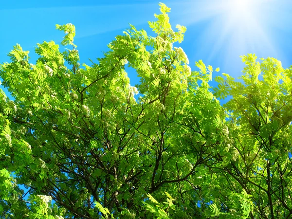Arbre vert et lumière du soleil sur un fond bleu ciel — Photo