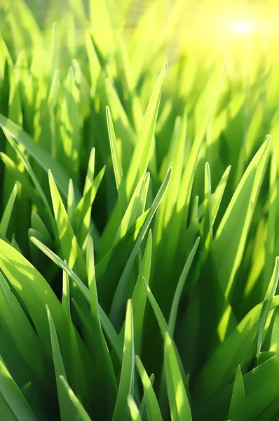 Green grass and sun beams — Stock Photo, Image