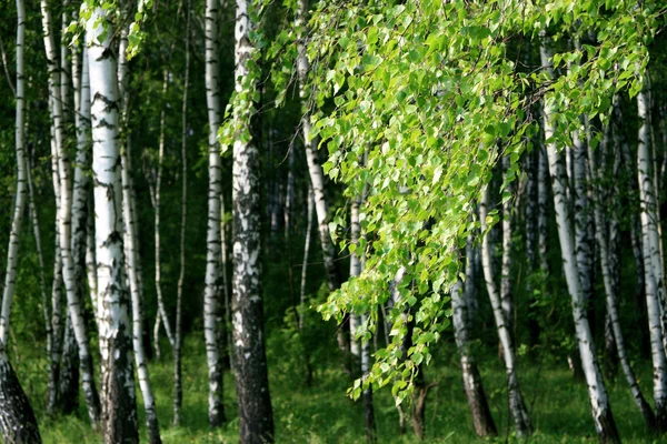 Tak van een boom van de berk met jonge gebladerte — Stockfoto