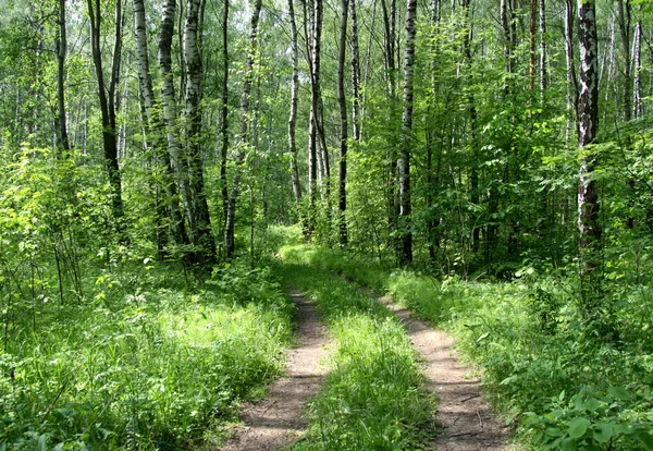 Droga w lesie brzoza — Zdjęcie stockowe