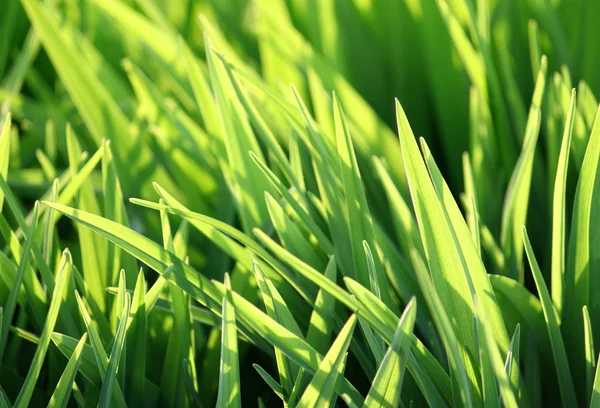 Hierba verde y luz solar — Foto de Stock