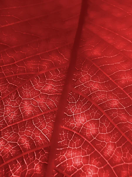 Textura da folha vermelha — Fotografia de Stock