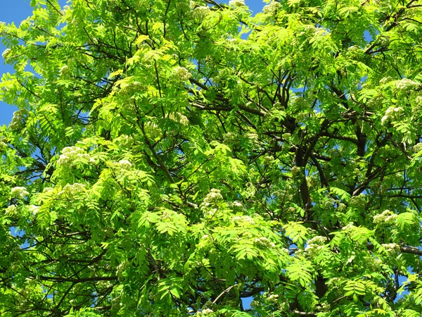 Drzewa zielone tło — Zdjęcie stockowe