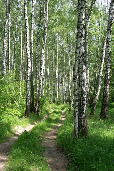 Road in a birch forest — 图库照片