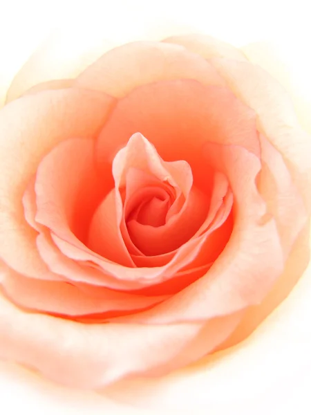 微妙的粉红玫瑰 — 图库照片