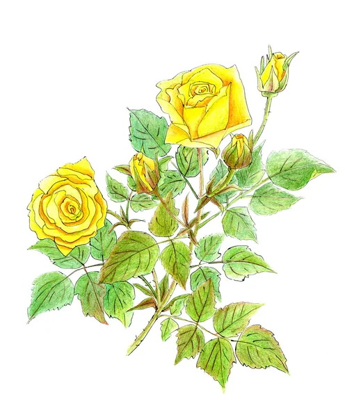 Drawing of beautiful branch of yellow roses — Stock Photo, Image