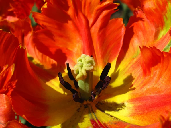 Detail closeup of big red tulip — Stock Photo, Image