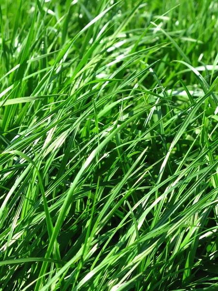 Nahaufnahme Von Frischem Grünen Gras Hintergrund — Stockfoto