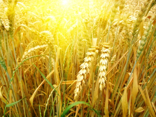 Зернове поле і сонячний день — стокове фото