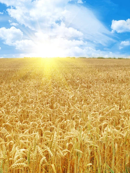 Campo de granos y día soleado — Foto de Stock