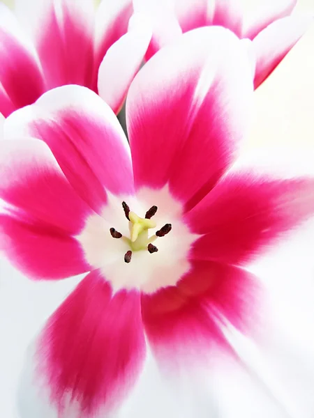 Close Beautiful Tulip Background — Stock Photo, Image