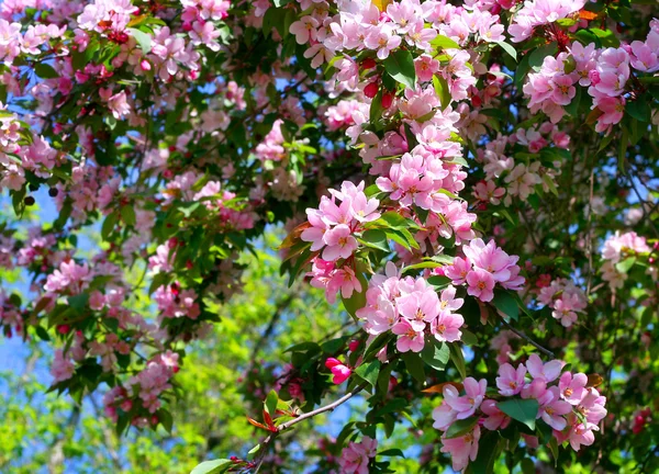 stock image Branch of a blossoming tree