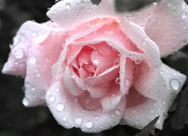 Απαλό ροζ τριαντάφυλλο με σταγόνες νερό — Φωτογραφία Αρχείου