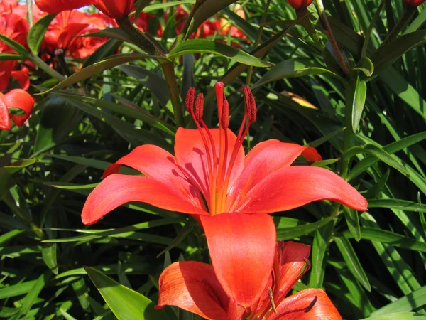 Güzel kırmızı zambak çiçeği — Stok fotoğraf