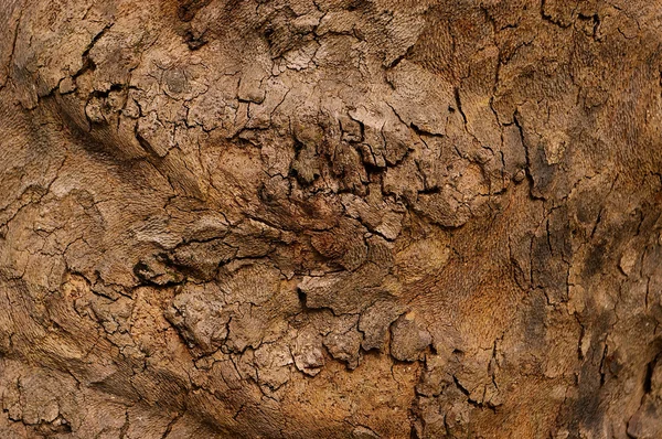 Old tree bark texture (brown) — Stock Photo, Image