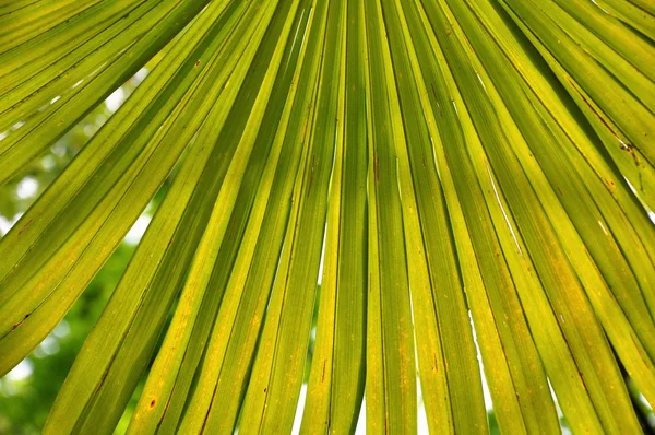 Palm Tree Fan Leaf — Stock Photo, Image