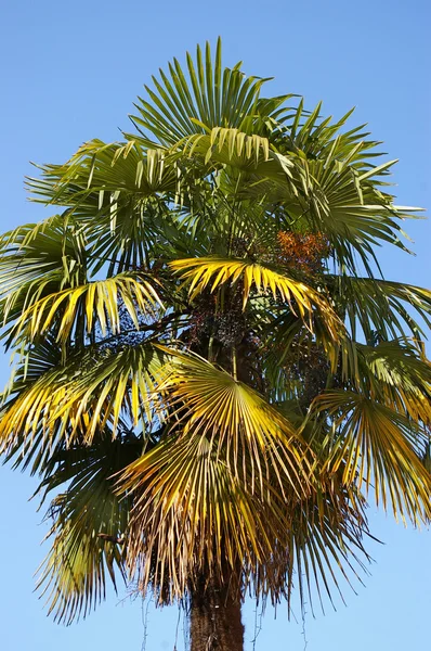 Old fan palm tree — Stock Photo, Image