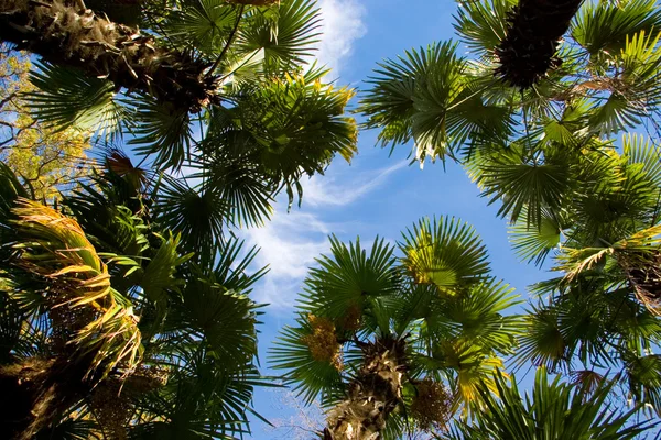 Palmbomen Stockfoto