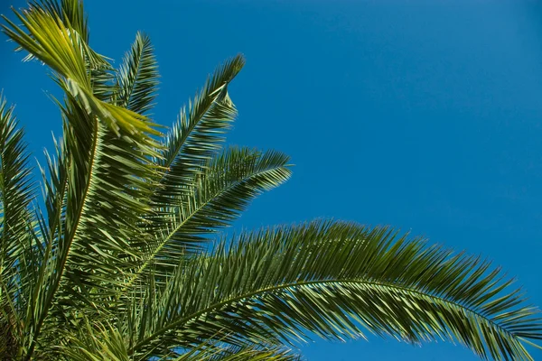 A palm fa ága — Stock Fotó