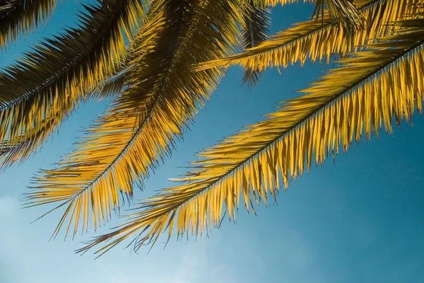 Branch of the palm tree — Stock Photo, Image