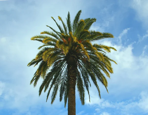 Date palm tree — Stock Photo, Image