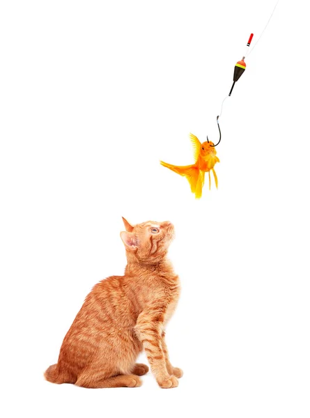 Goldfishes en kat — Stockfoto