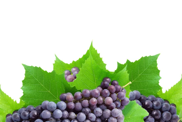 Куча свежего винограда — стоковое фото