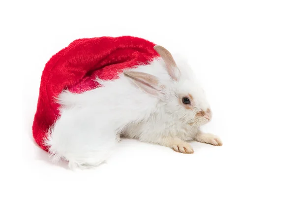 Кролик и красная шляпа — стоковое фото