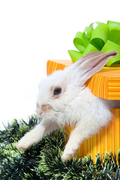 Кролик в желтом — стоковое фото