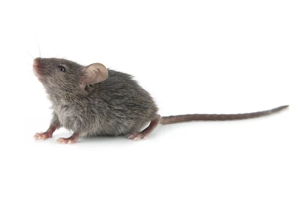 Mała myszka — Zdjęcie stockowe