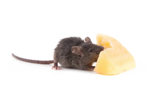 Миші і сир — стокове фото