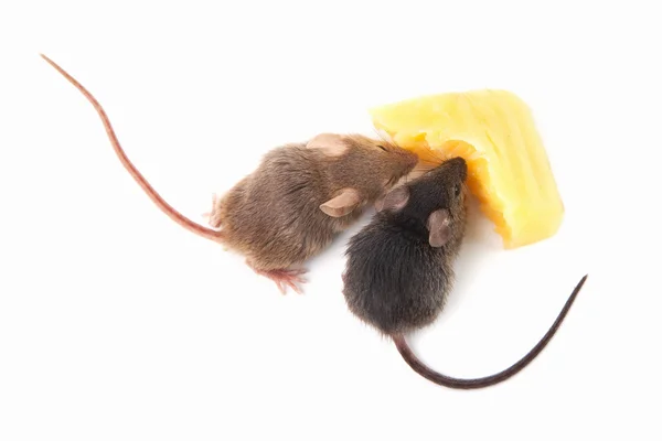 Muizen en kaas — Stockfoto
