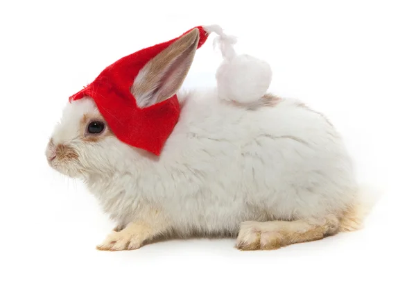 Кролик и красная шляпа — стоковое фото