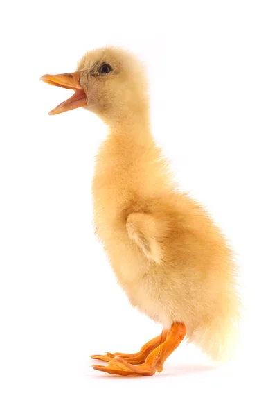 The yellow small duckling — Stock Photo, Image