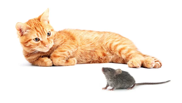 Ratón y gato — Foto de Stock