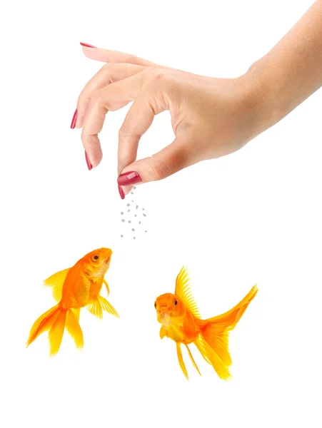 stock image Woman feeding goldfishes