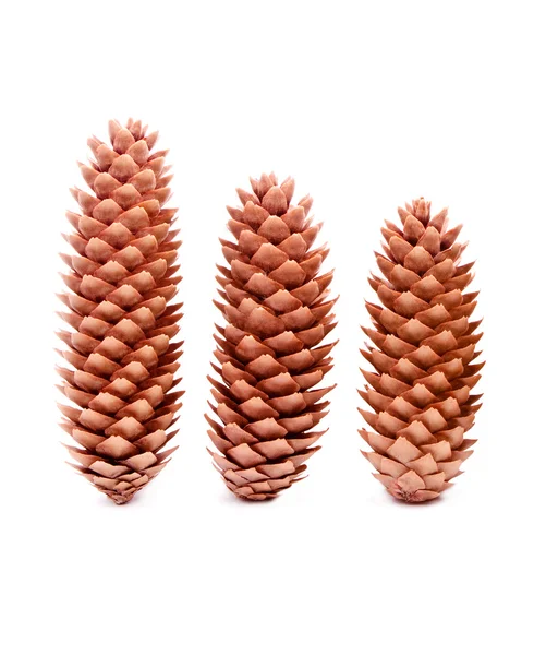 Cones — Fotografia de Stock