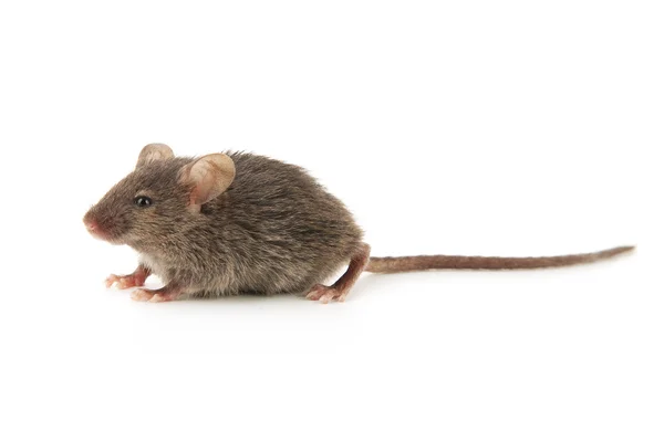 Ratón pequeño — Foto de Stock