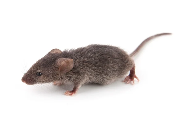 小鼠标 — 图库照片