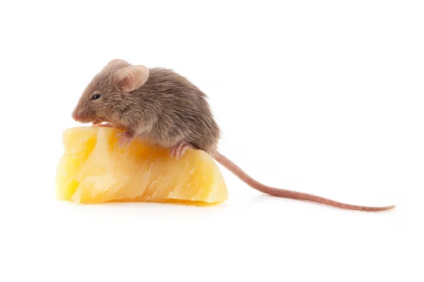 Ratón y queso — Foto de Stock