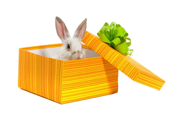 Sarı bir kutu içinde tavşan — Stok fotoğraf