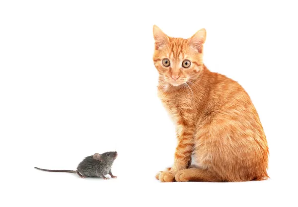 Мышь и кошка — стоковое фото