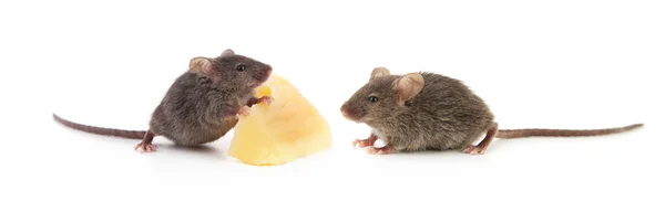 Muizen en kaas — Stockfoto