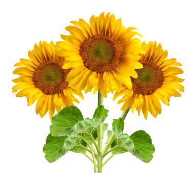 The beautiful sunflower clipart