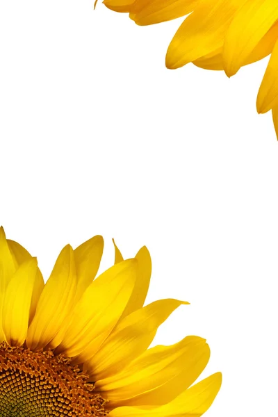 Güzel ayçiçeği — Stok fotoğraf