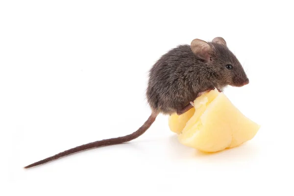 Ratón y queso —  Fotos de Stock