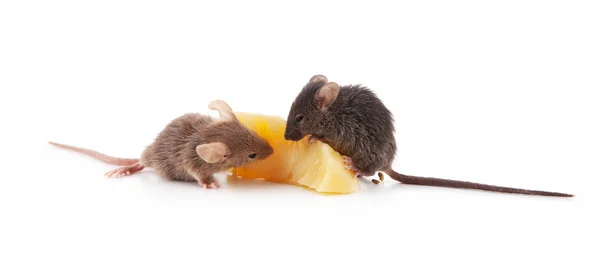 Myš a sýr — Stock fotografie
